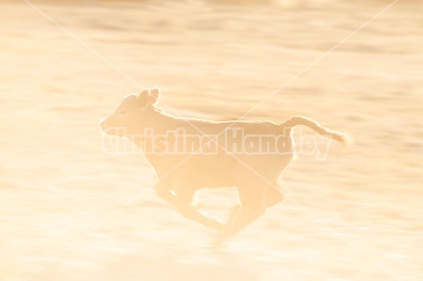 Young calf running and playing