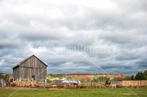 Herd of beef cattle in farm yard