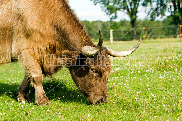 Highland cows