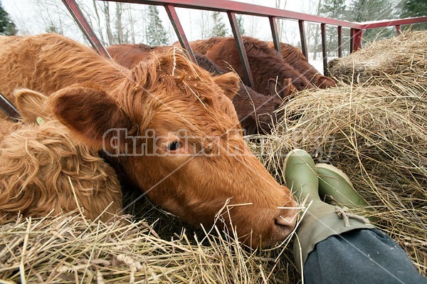 Beef Cow With Head inside hay feeder