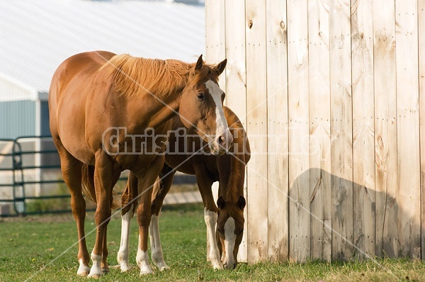 Quarter horse mare and foal