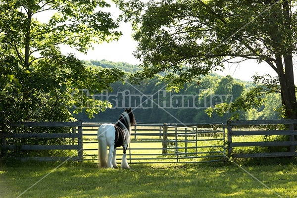 Gypsy horses