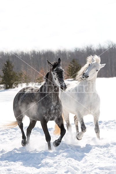 Two horses galloping through deep snow