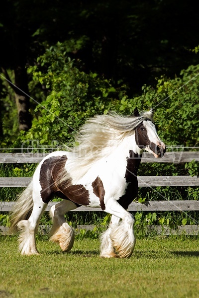 Gypsy horses