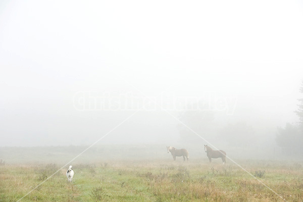Two Belgian draft horses grazing in the early morning fog