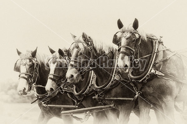 Belgian Horses in Harness