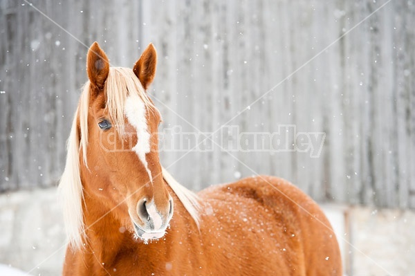 Portrait of a chestnut horse