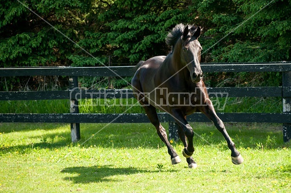 Hanoverian horse gelding