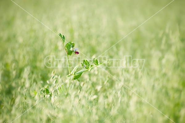 Forage peas or field peas planted with a field of oats