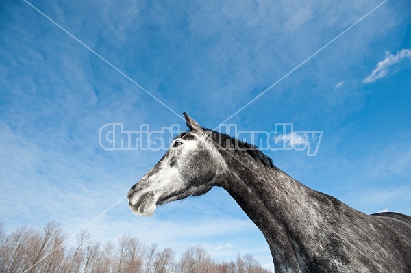 Portrait of a Hanoverian mare