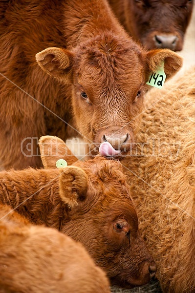 Herd of Beef Cattle