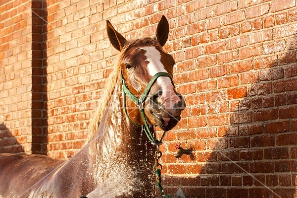 Belgian draft horse tied in wash rack at a fair