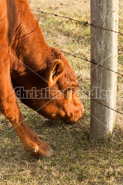 Beef heifer on pasture
