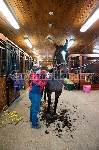 Woman clipping horse