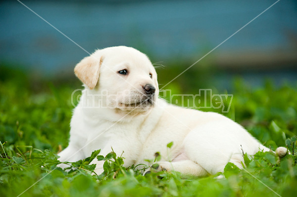 Golden Labrador puppies