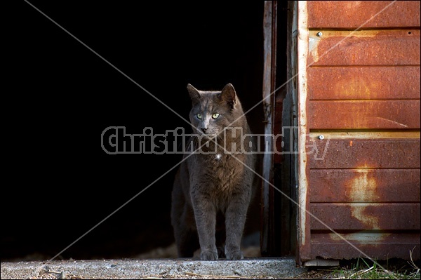 Gray barn cat