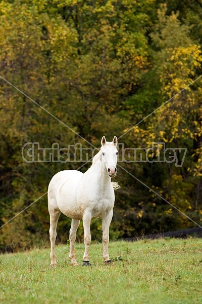 Horse on autumn pasture