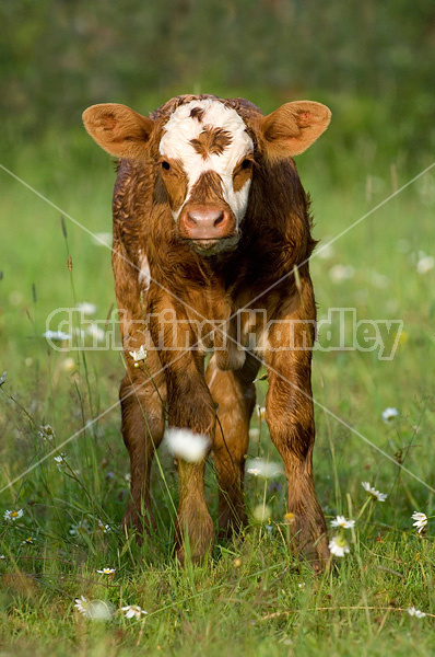 Cute baby beef calf standing in a field
