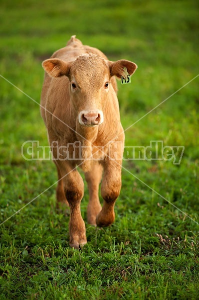 Young beef calf