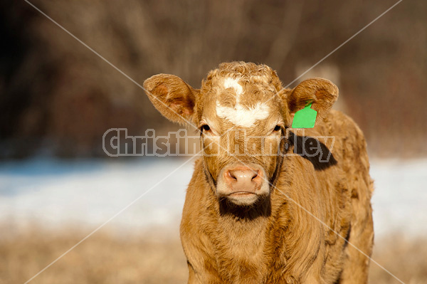 Curious beef calf