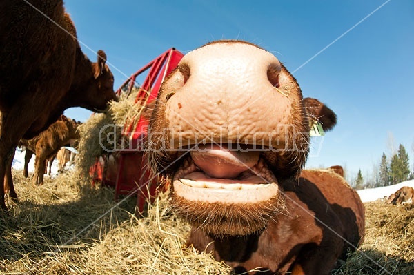 Beef Cow Nose