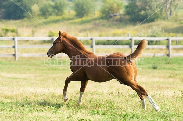 Quarter horse foal