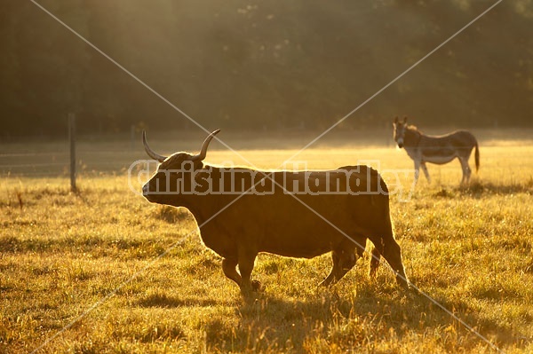 Highland Cow