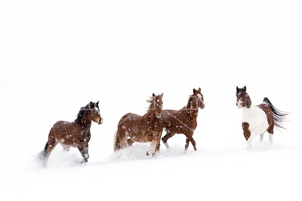 Herd of horses running through deep snow