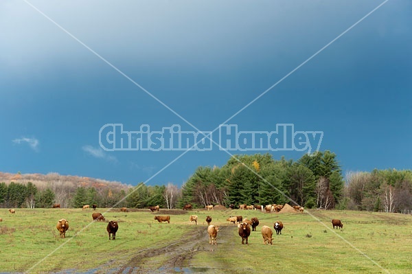 Cattle on Autumn Pasture