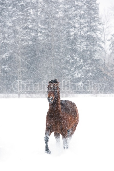 Bay horse galloping in deep snow