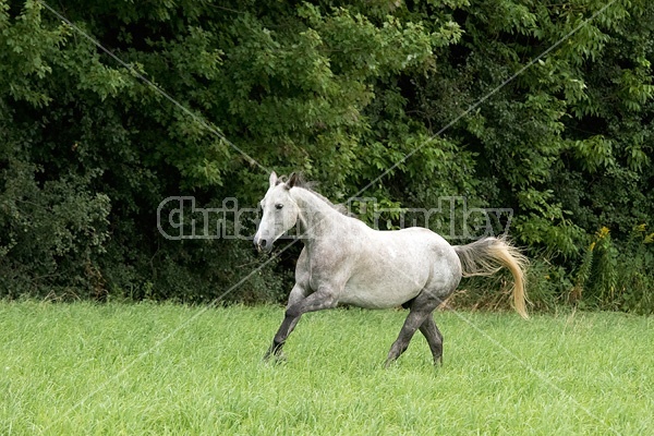 Gray horse running and playing in a field