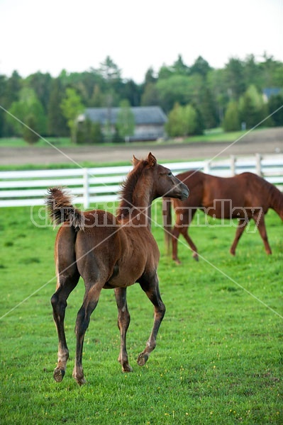 Quarter horse foal