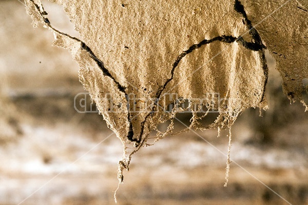 A sheet of cobwebs hanging in the barn