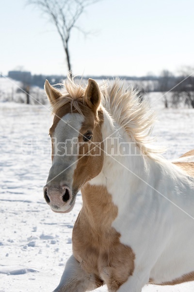 Pinto horse galloping through deep snow