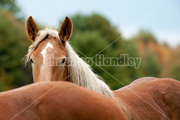 Young belgian draft horse gelding