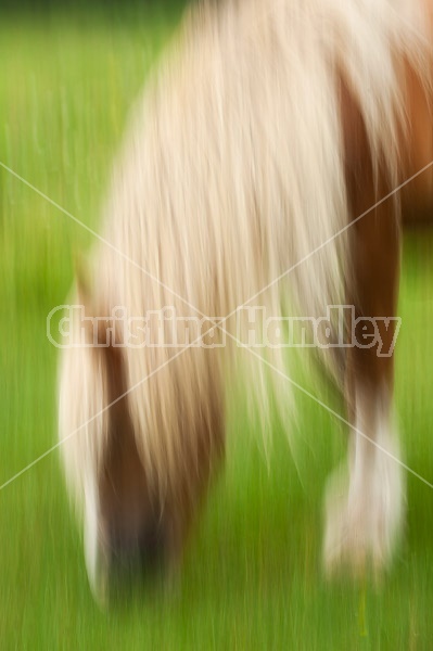Belgian draft horse photograhed with a slow shutter speed