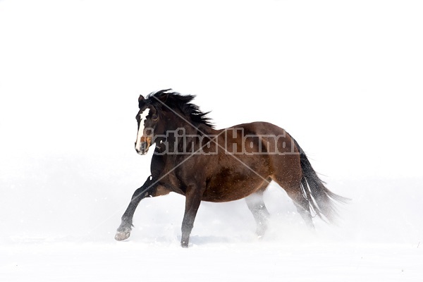 Dark bay horse galloping through deep snow