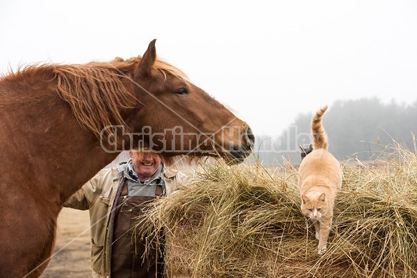 Farmer laughing as cat jumps off of bakle of hay because horse gets too close.