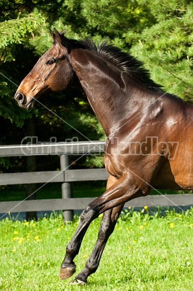 Bay Thoroughbred gelding