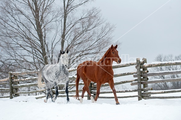 Photo of two horses running through deep snow