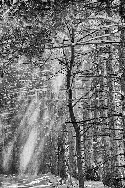 Sun light streaming through a stand of pine trees as snow falls off in the wind