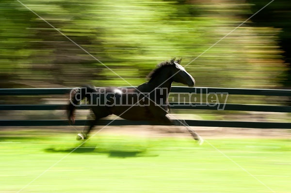 Hanoverian horse galloping around his paddock