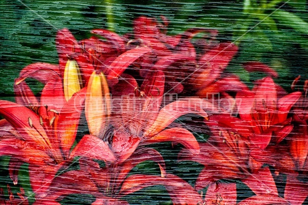 Multiple exposure of red lillies on barn boards