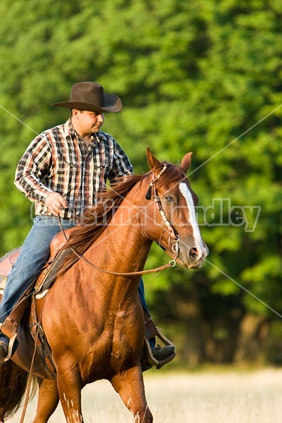 Cowboy Riding Quarter Horse Western Style