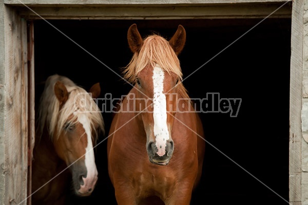 Horse portrait in barn door against natural black background
