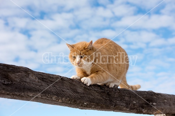 Orange and white barn cat