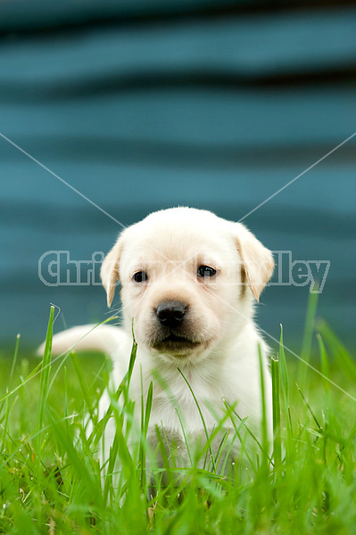 Golden Labrador puppies