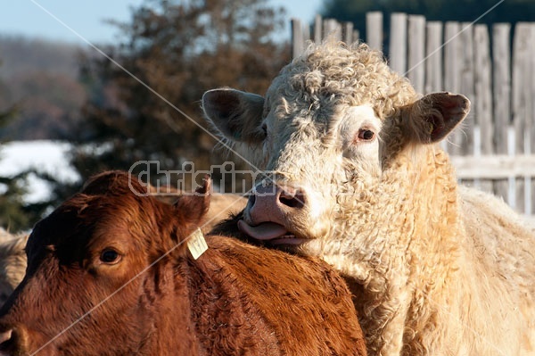 Charolais bull and Angus cow