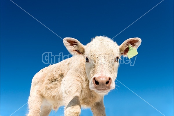 Charolais beef calf with blue sky in background