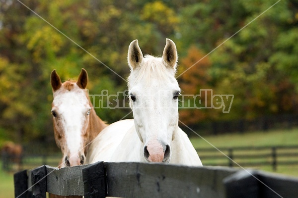 Two horses looking over paddock fence